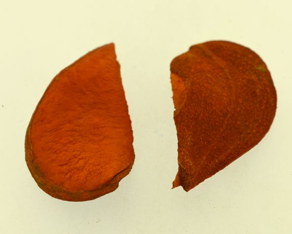 Pereira pingente colorido - Laranja - Tamanhos variados (un)